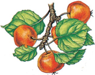 Crab Apple