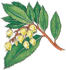 Strawberry Tree fruit