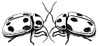 Beetle
