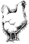 Hen