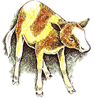 Calf