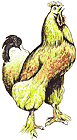 Cockril