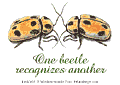 Beetle Proverb