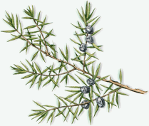 juniper (female)