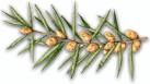 juniper (male)