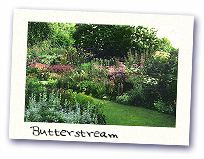 Butterstream