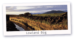 Lowland Bog in Ireland