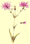 Ragrobin